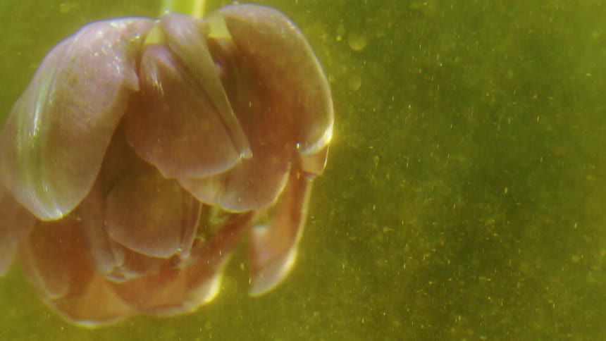 A soft pink tulip slowly comes into focus as it floats and gently bobs in murky particle filled green water