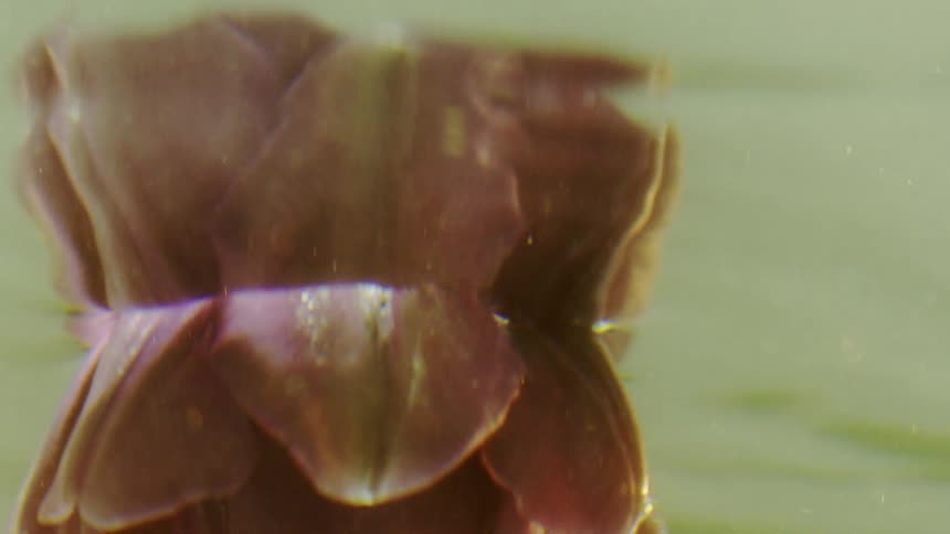 A pink flower is partially submerged in clear water with water droplets visible on its petals