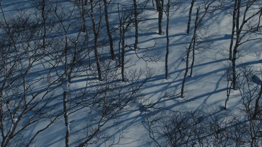 An aerial view reveals a snow covered forest with leafless trees casting long stark shadows across the pristine white ground as the sun passes overhead