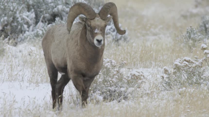 A bighorn sheep walking across a snowcovered grassland at midday