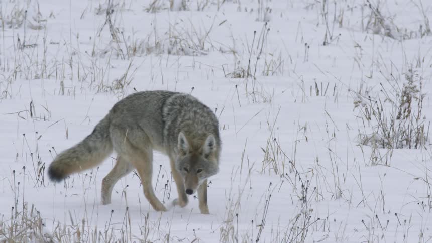 A wolf walking through a snowcovered forest landscape at midday searching for prey