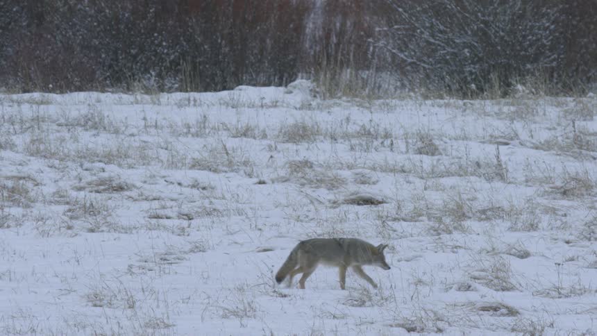 Wolf walks across the snow while searching in an arctic grassland during the day