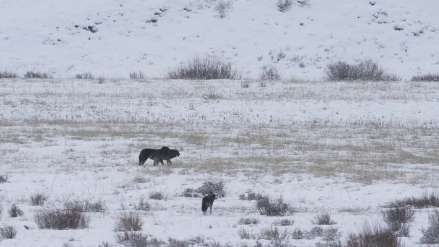 Three wolves walk across a snowcovered field in a wintry landscape