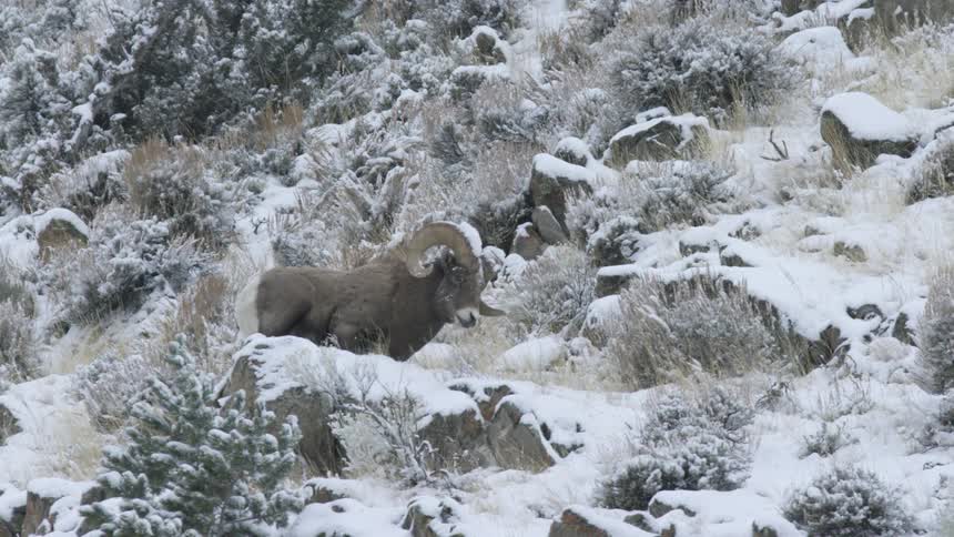 A wild bighorn sheep stands on a snowy rocky hillside surrounded by sparse vegetation
