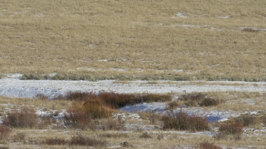 The coyote walks on the grass and over a hill
