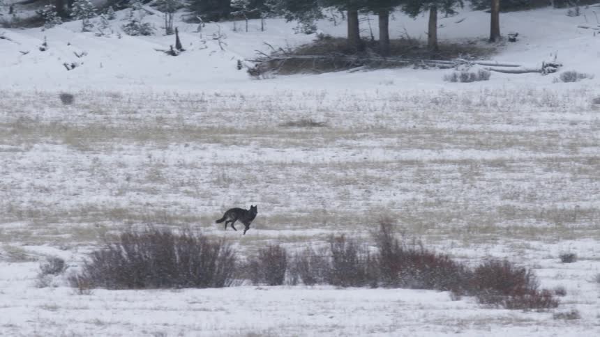 A wolf runs across the snow while hunting in an arctic grassland in daytime