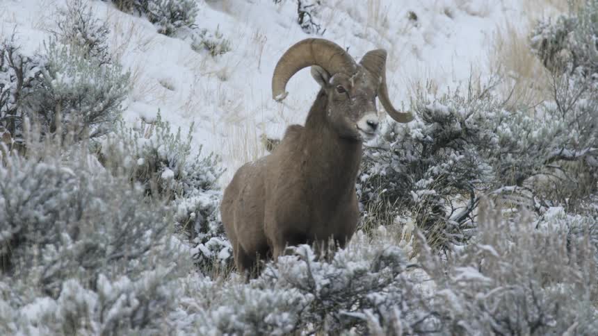 The ram walks through the snow covered shrubs