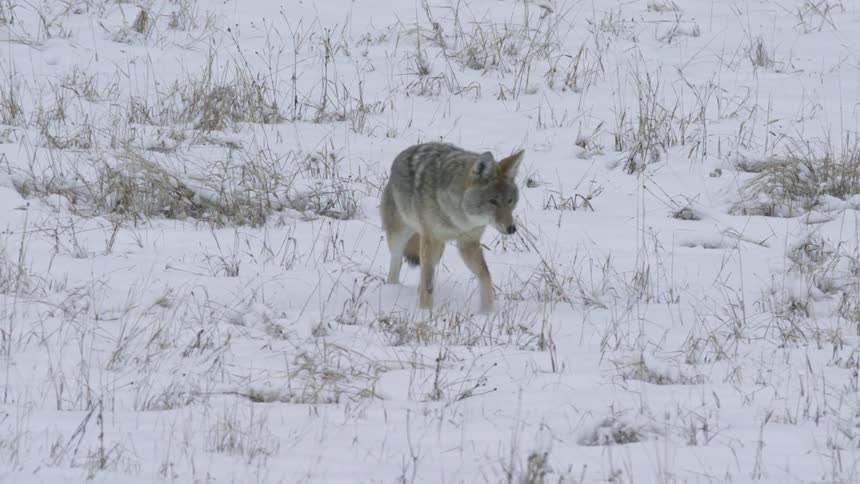 A grey wolf moves steadily across a wide snowcovered plain forging through the quiet winter landscape under soft daylight
