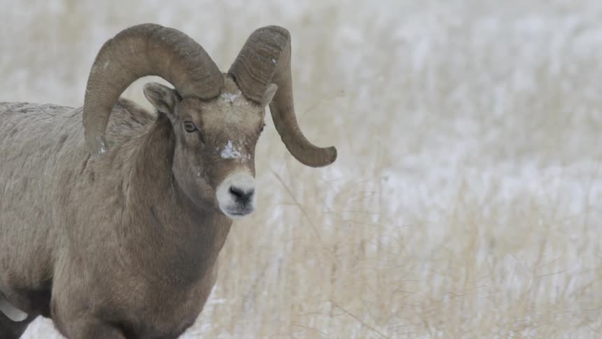 Goat walking in a snowy environment