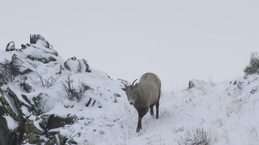 The mountain goat walks on the snowy mountain
