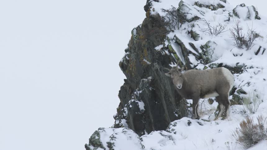 A mountain goat stands on a snowy cliff edge against a pale winter sky