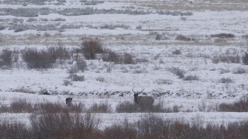 An elk with large antlers is being pursued by a wolf across a snowcovered field dotted with dry vegetation