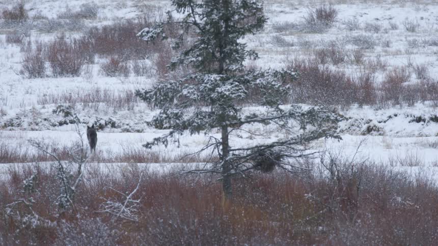 The coyote runs in the snow