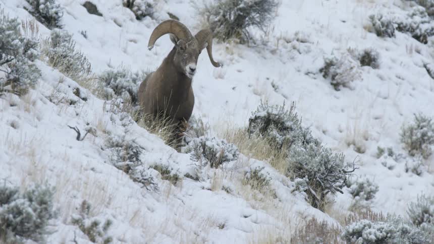 A mountain goat emerges slowly from behind a snowcovered hill and walks forward through a quiet alpine landscape under clear winter light