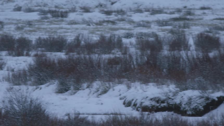 The coyote slowly walks in the snow