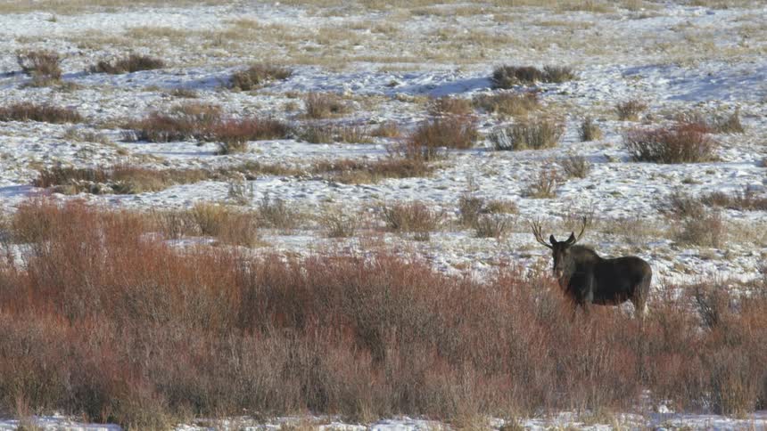 A moose is standing in the snow