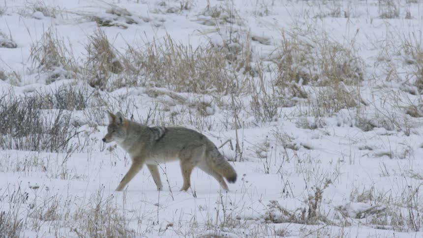 A coyote is walking across a snowy field surrounded by dry grass