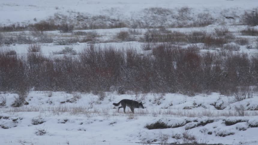 Wolf running across a snowy desolate terrain at twilight