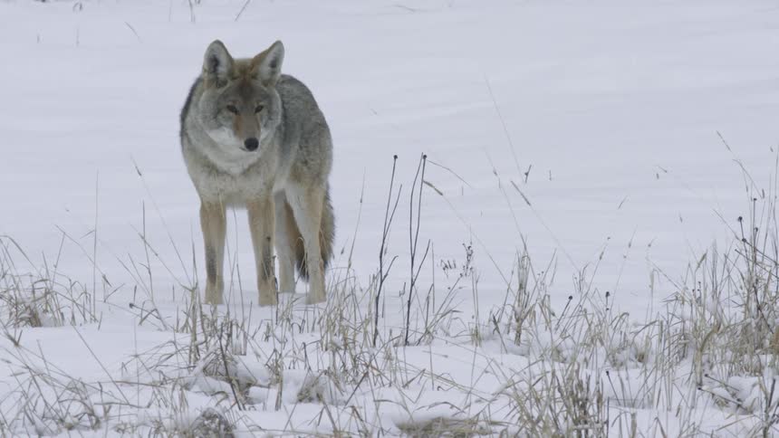 A coyote walking on a snowy land during the day