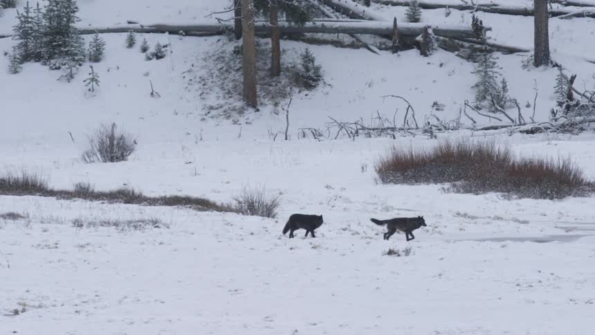 Two wolves walking on a snow covered land during the day