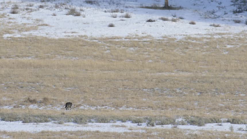 A lone coyote walks across a snowdusted grassland
