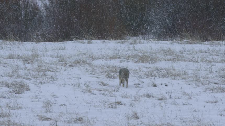 Wolf walks with a limp across a snow covered wilderness terrain after sundown just before dark