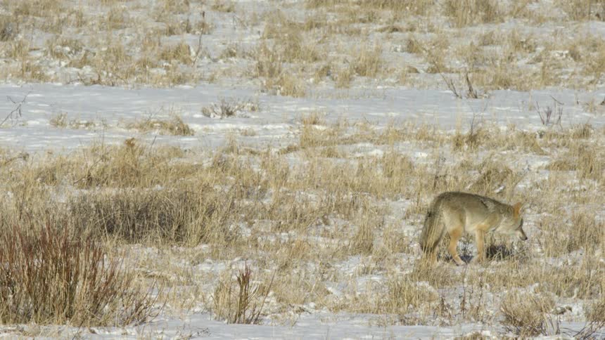 The coyote walks along the snow