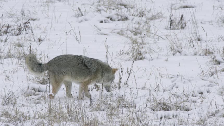A coyote is digging in the snowcovered field likely searching for food