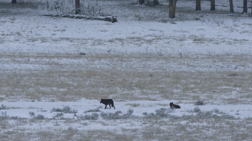 Two black wolves roam across a snowdusted field near a forest edge