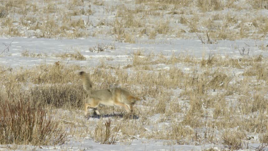 A coyote is seen midhunt leaping across a snowy grassland in pursuit of prey