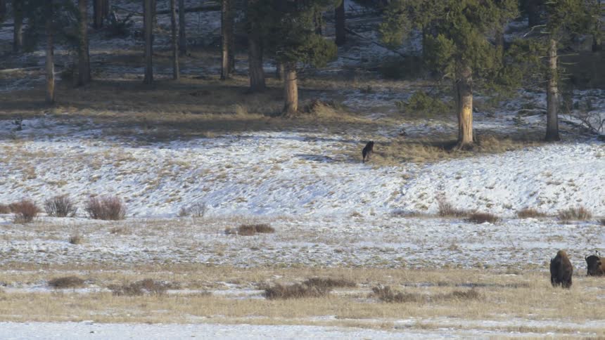 A solitary black wolf runs through a snowcovered field with patches of dry grass approaching a line of dark evergreen trees under a bright sky