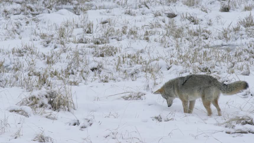 A wolf runs and hops in the snow while hunting in an arctic grassland during daytime