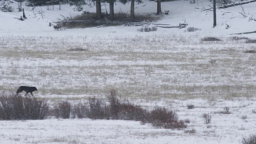 Two wolfs runs across a snowy meadow toward another wolf in the distance