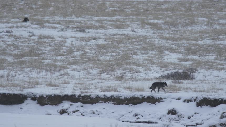 A lone wolf walks across the grassland jungle in winter searching for prey