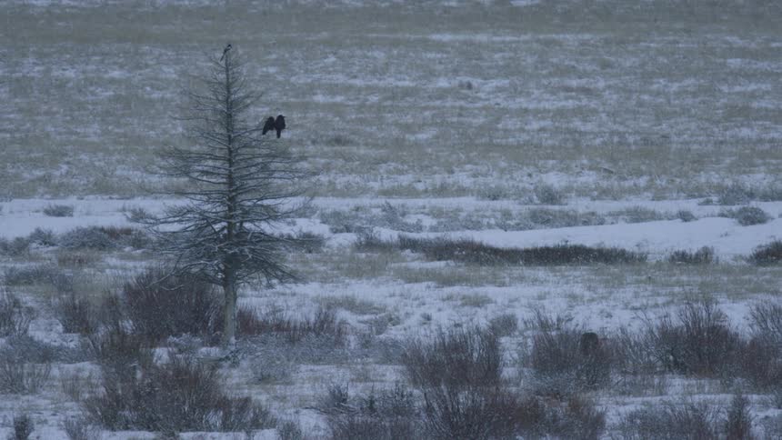 Wolves walking through snowy grassland near a tree with a perched raven
