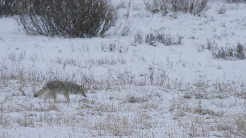 A lone coyote walks cautiously through a snowy grassland