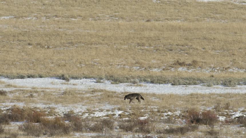 A wolf walks and grazes across a path in a large grassy field in the wilderness
