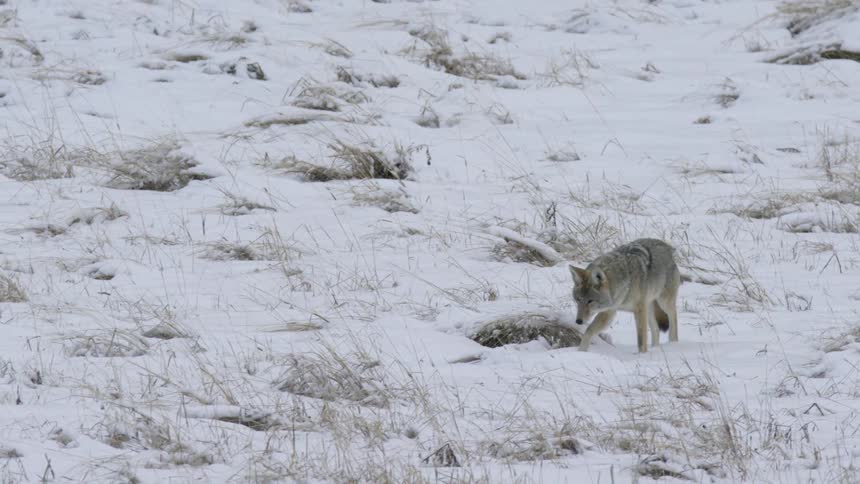 A lone coyote walks cautiously across a snowcovered field