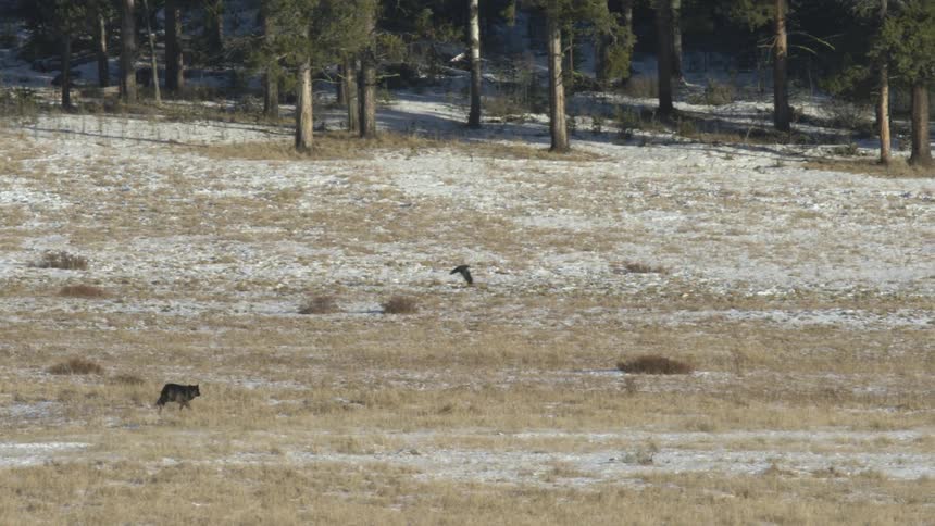 Wolf runs through snowy field as bird flies nearby