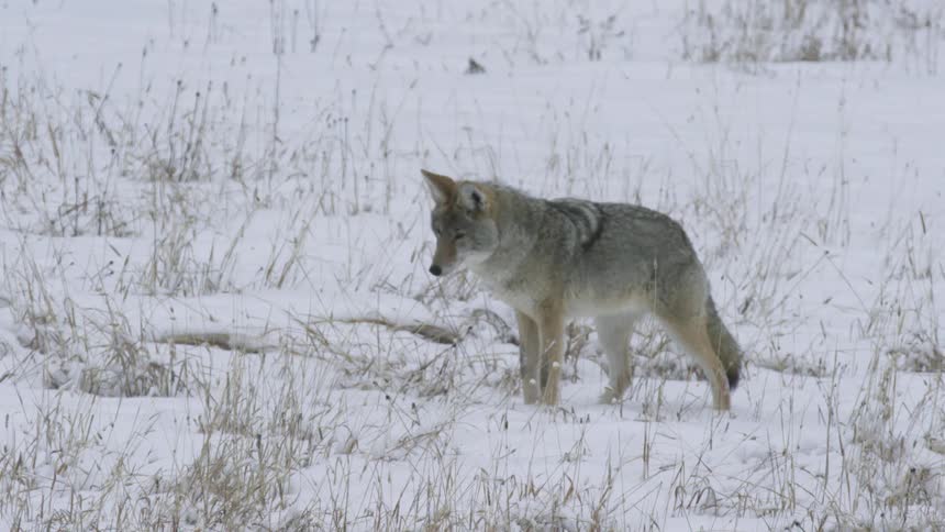 A brown coyote walks left to right across a snowcovered field with patches of dry grass