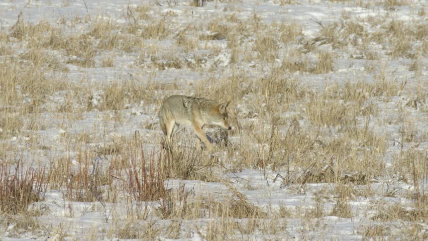 The coyote is searching around in the snow