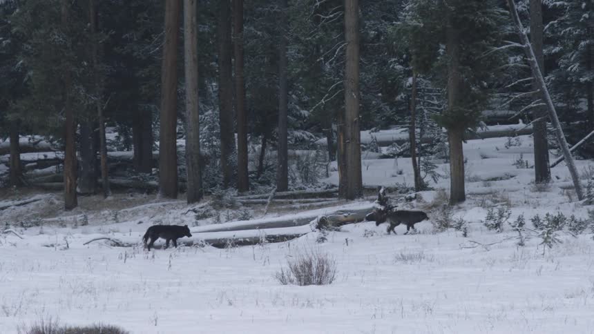 Two wolves are walking through a snowy forest clearing