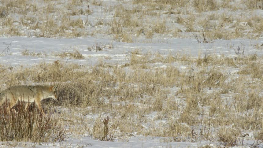 A coyote silently stalks through a snowdusted field of dry grass