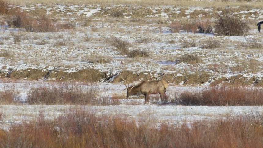 A lone elk walks across a snowy field in a wintry grassland