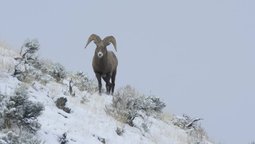 The ram is walking on the mountain peak