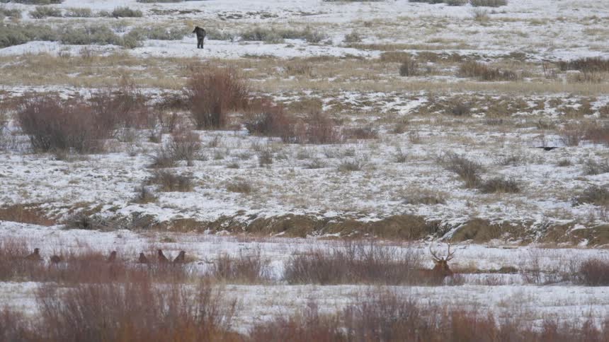 In a snowy brush covered landscape a wolf stands watch on a distant hill while ravens gather and fly near a large bull elk resting in the foreground