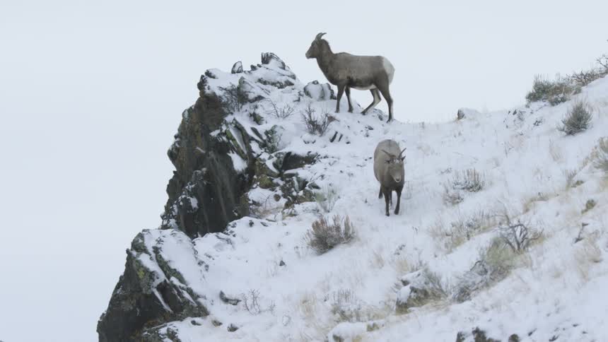 A bighorn sheep descends the snowy mountain