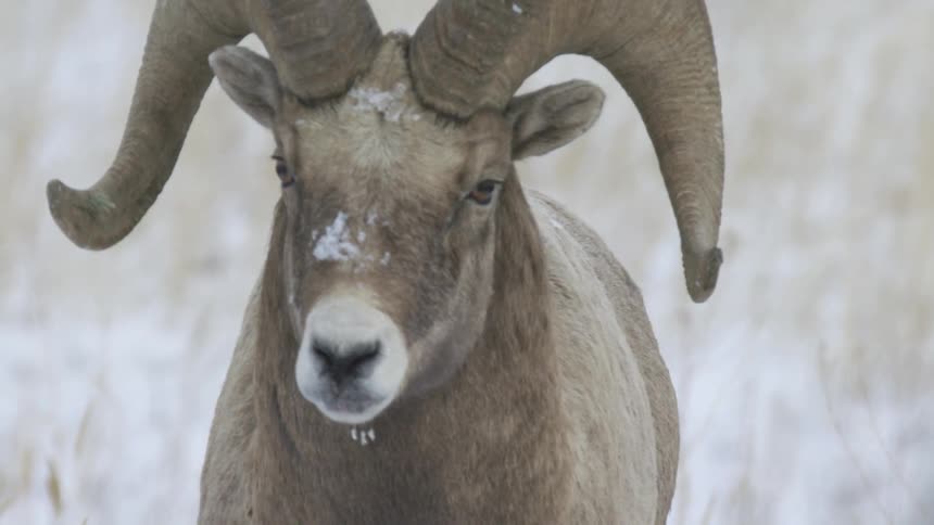 Closeup of a bighorn sheep walking through a snowy grassland
