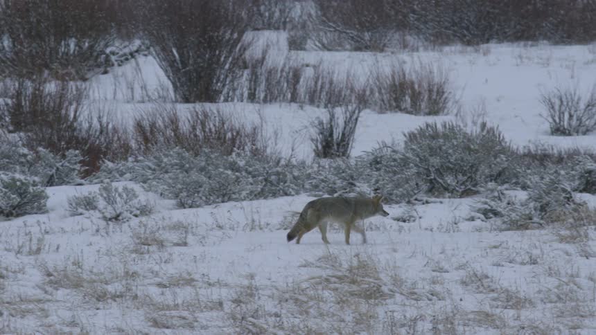 Coyote walking and sitting in the snow