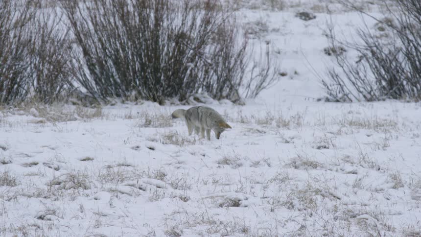 Coyote jumps in the snow in search of food in a snowy field during daytime